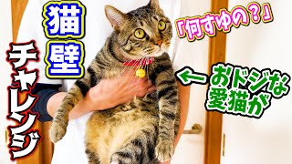 手で壁を押し返せる猫は賢いらしいのでやってみたら・・・ 【猫壁チャレンジ】