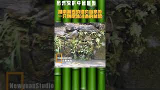 湖南湘西的德夯苗寨外一隻剛剛沐浴過的林鶯warbler in Hunan【致未來的中國圖鑑】#warbler #旅行 #中国 #自驾游 #china #travel #观鸟 #自然 #真实 #户外