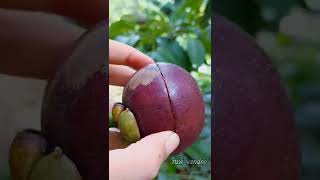 เก็บมังคุด เนื้อฉ่ำมาก Mangosteen