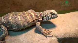 Ornate Spiny-tailed Lizard Uromastyx ornata in stock