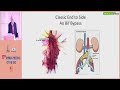 Vascular online training EVC2023 Prof Amr gad on flush aortic occlusion