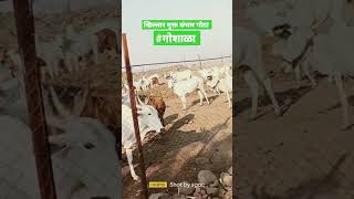 जातिवंत खिल्लार गाई  #khillarcow #khillaribull #shorts #new #viral