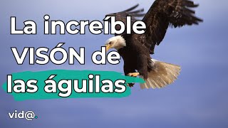 ¡Alucinante! La Visión Extraordinaria de las Águilas #animales