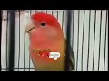 Suara Pancingan Lovebird Non Klep Narik Panjang