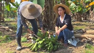 香蕉地里砍蕉,农村大哥种蕉有经验,种的芭蕉鸟儿也喜欢吃