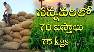 తక్కువ పెట్టుబడి తో || అదిక దిగుబడి apsa80|| paddy results || Andhra Pradesh paddy