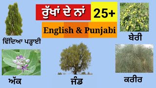 Trees Name in Punjabi \u0026 English with Pictures |  #tree #punjabitoenglishlearning #punjabitoenglish