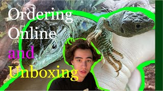 The Process of Buying a Rare Lizard Online (Jeweled Lacerta) + Unboxing and Setup