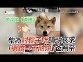 英國鬥牛犬吃吐司超挑嘴　見吐司邊秒嫌棄撇頭😤｜狗｜寵物｜挑食