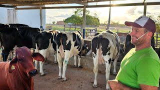 PEQUENO PECUARISTA MOSTRA MANEIRA CERTA DE CRIAR VACAS LEITEIRAS