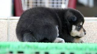 柴犬子犬黒柴雄ID：1247　2011.08.19生まれ　2011.09.07撮影 柴犬.net