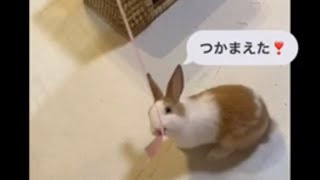 ウサギのラムちゃんと遊んでみた。