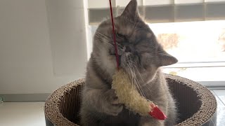 エキゾチックショートヘアがエビフライで遊ぶ姿がかわいい【魅惑的な2匹のねこ】