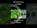 ดร เสนาคำ เครื่องตัดหญ้าdiy ทดลองใบตัดไม้