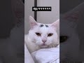 귀여움 주의 고양이한테 장난칠 때 고양이 반응 ㅋㅋㅋㅋ cat