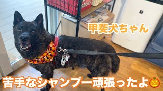 甲斐犬ちゃんのドキドキ初来店🎃「寅次くん」2021年10月9日(土)