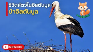 สารคดีสัตว์โลก ตอน ชีวิตสัตว์ในอิสตันบูล ป่าตุรกี | สารคดีสัตว์ป่า สารคดีนก ในป่า