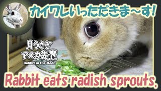 カイワレいっただきま～す！【ウサギのだいだい 】　2018年5月15日