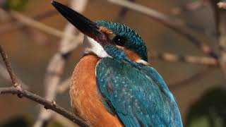 Nikon 4k kingfisher bird video Alcedo atthis P1000　カワセミ DSCN1021