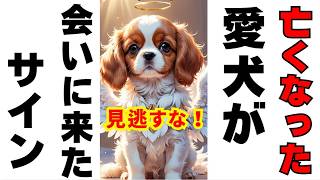 亡くなった愛犬が会いに来たサイン！虹の橋を渡った愛犬が会いに来る！お盆に帰ってくる？ペットロス