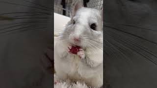 ただひたすらに食事 #もぐもぐタイム #チンチラ #たまも #asmr #shorts #chinchilla