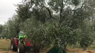 Вибрираща глава за бране на ядки и плодове - Vibrating head for harvesting nuts and fruits