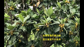 【東台灣online】救荒的超級食物—麵包果—全中和（06 28 21）