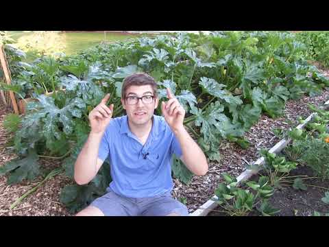 Prune Zucchini to Increase Production - Prevent Powdery Mildew & Prevent Blossom End Rot Prune Zucchini to Increase Production - Prevent Powdery Mildew & Prevent Blossom End Rot