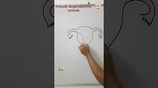 #female reproductive part #diagram #reproductive system