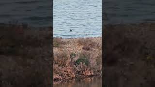 Bird vs Waves who wins?