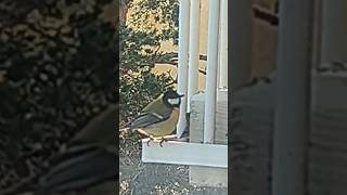 Talitiainen ja talvipäivä , Great Tit  and a winter day #shorts #fyp #greattit #tit #bird #birds