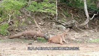 科莫多龙抓住了一只小鹿又啃食了一头剃了毛的猪