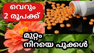 6 Benefits of aspirin in gardening / മുരടിപ്പ് മാറാൻ സിംപിൾ ടിപ്സ്