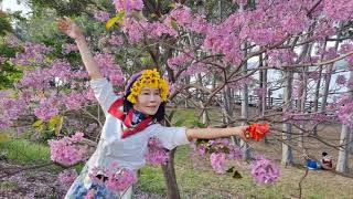 楊惠安[相片集]洋紅風鈴木～如風感受花香真美～111/03/18 鳥松區-澄清湖三亭攬勝-洋紅風鈴木