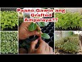 Dalawang Pamamaraan na Ginagawa upang maisagawa ang Grafted Ampalaya o Ampatola