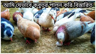 আমি যেভাবে কবুতর পালন করি আমি যে ভাবে কবুতরকে ভালো রাখি বিস্তারিত || Pigeon Video || Kobutor Video