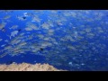 パラオ ダイビング 奇跡の海　hd動画　diving in palau