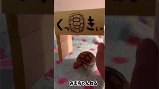 ジャパンレプタイルズショーで運命的な出逢いを果たしたケヅメリクガメのくっきぃちゃんに、日陰用の屋根をつくってみた！　#shorts