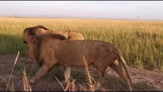 The three Black Rock boys Oloshipa, Oloimina, and Lorkulup out patrolling their territory.