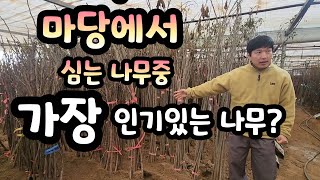 해마다 100개 따먹엇던  나무🌳는?