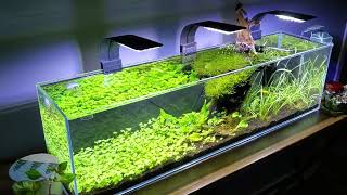 aquatop 12 gallon aquarium aquascape