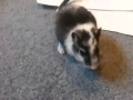 If your gerbil does this, it's not dead. If your gerbil does this, it's not dead.