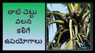 The uses of Tati Chettu | తాటి చెట్టు వలనకలిగేఉపయోగాలు