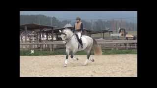 Finca Barroco,Verkaufspferd,RAY, LUSITANO, 10 Jahre, 1.71! St. Georg fertig, u. mehr