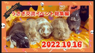 【「うさカフェりび」で遊ぼう！】2022.1016うさぎ交流イベント総集編〜ハロウィンパーティー編〜