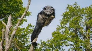 World Binturong Day at Longleat