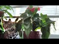 🔴ANTHURIUM PLANT: A BEAUTIFUL & BLOOMING INDOOR PLANTS#youtubeshorts