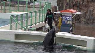 辰野トレーナーを見つけたララさん♪　オーシャンスタジアム　今週も鴨川シーワールド♪　00063