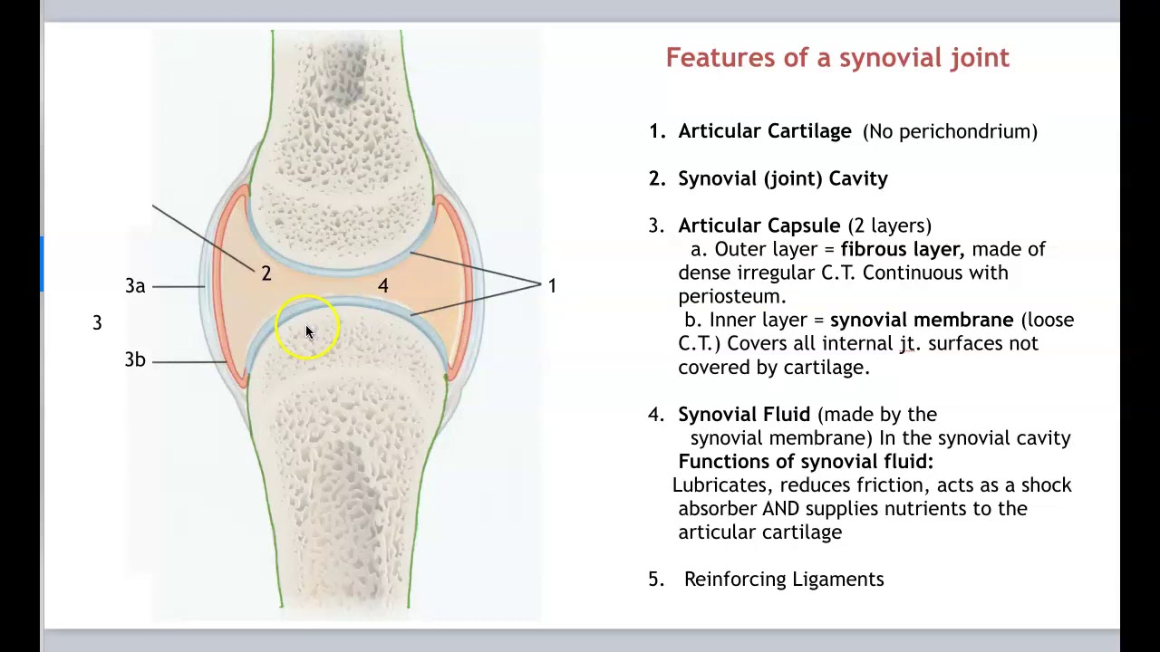 Anatomy-Articulations Part 1 - YouTube