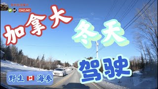 冬天驾驶分享；为什么加拿大道路旁边很少反光标示